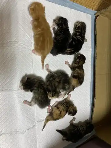 家中刚出生的小狸花猫,谁要请联系我