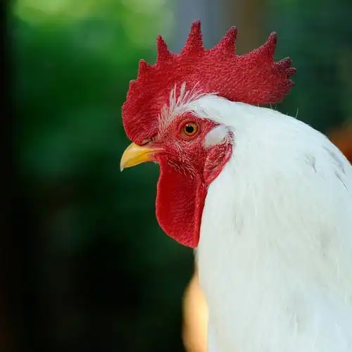 白色,公鸡,小公鸡,侧面