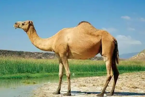单峰驼是一种大型骆驼,主要分布在阿尔及利亚,突尼斯,利比亚,埃及