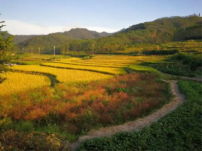 坑美梯田的稻子熟了