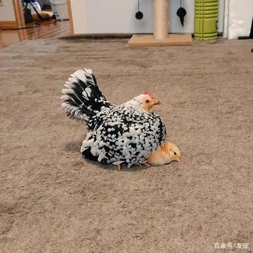 日本网友分享的一对宠物鸡