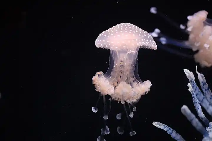 太平洋天草水母