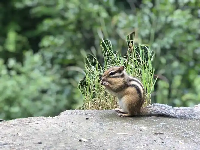 我们叫它～花狸棒子