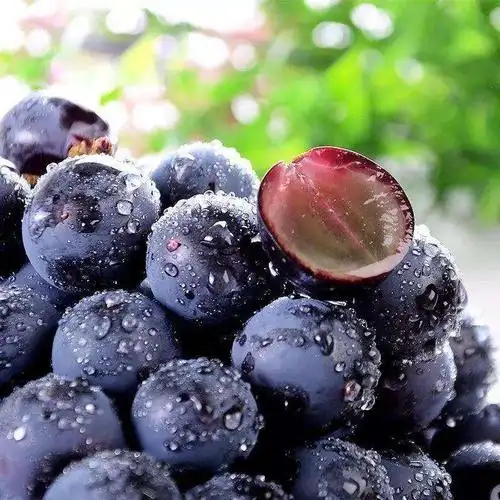 巨峰葡萄有机肥种植改良夏黑新鲜提子5斤净重手机保护套