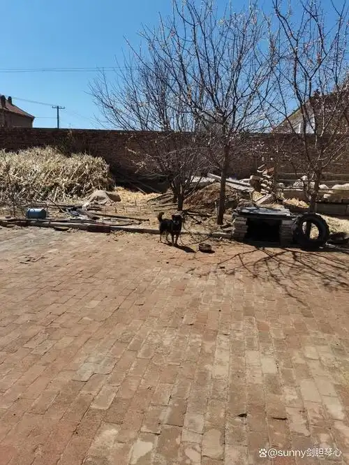 太行山犬,又称土狗,笨狗,是中国的传统农村看护犬,拥有强大的护卫能力