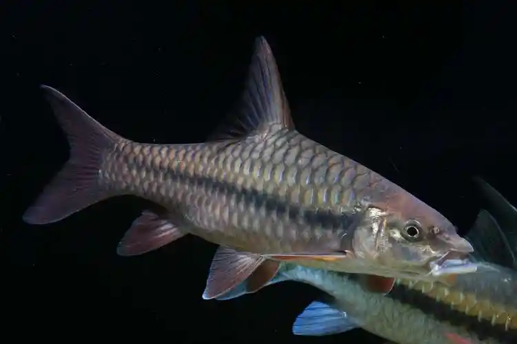 红吉罗鱼 活体中国结鱼 原生冷水观赏鱼 溪流凶猛鱼 王大炮水族