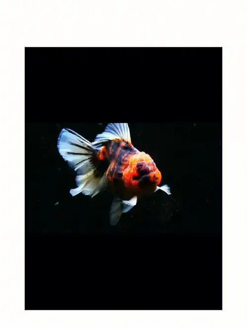 4:兰寿绝不是等比例放大,按照养到极致的3岁鱼的体型的缩小版来选择