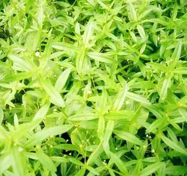 地被草坪花卉图片及名称大全_花的种类-农苗网植物百科