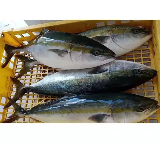 海鲜冰鲜"油甘鱼鰤鱼"章雄青甘鱼日料刺身品质食材批发称重销售