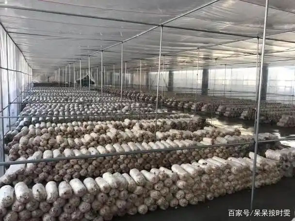 温室大棚栽培金针菇注意这几个问题,轻轻松松能提高产量