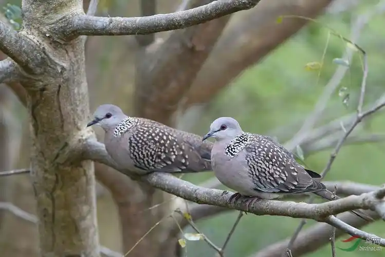 珠颈斑鸠