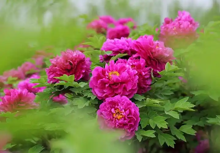 杨玉环别名"羞花"的由来