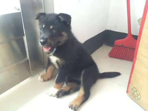 这是什么品种的狗?