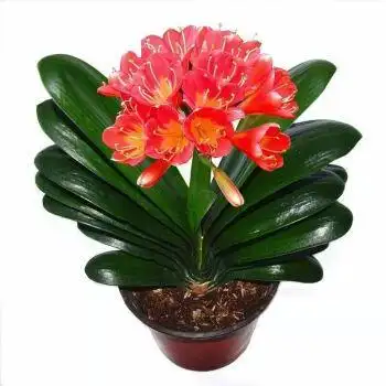 君子兰花图片君子兰开花图片