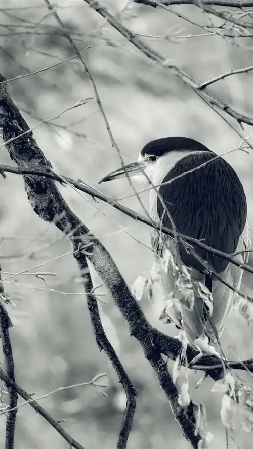 鸟在树上,树枝,黑白图片 iphone 壁纸
