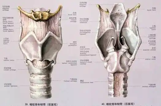 p>喉软骨,在 a href="#" data-lemmaid="12729516">甲状 /a> a href=
