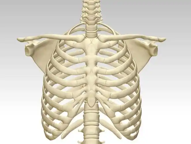 人胸骨结构模型图3d打印下载人体胸腔骨架模型人体胸腔骨头3d模型