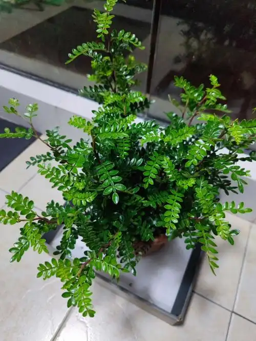 胡椒木还是清香木