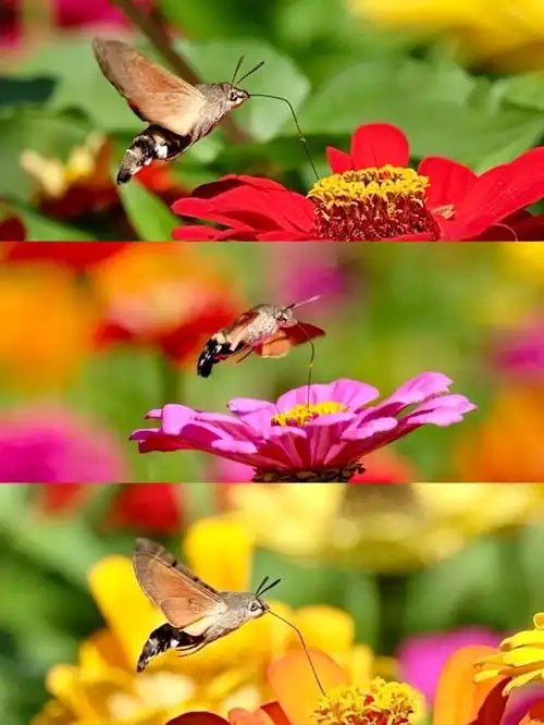 长喙天蛾又叫蜂鸟鹰蛾