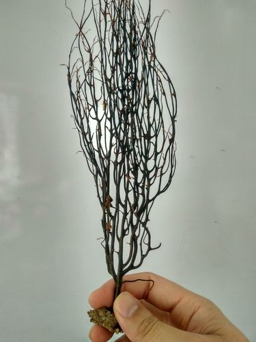 蛇龙草 弯腰草 还魂草 云南苗家中药材泡酒料药酒料龙蛇草 烧林草06