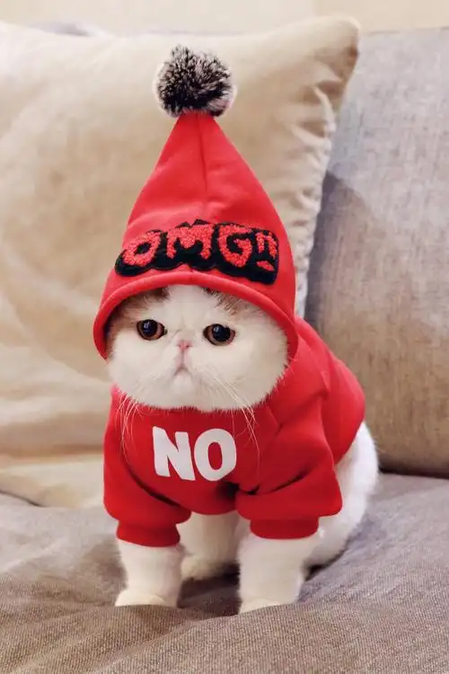 加菲 微博@红小胖snoopy