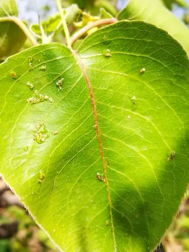 又一轮梨木虱来袭!