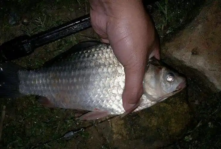 饵料味型决定夜钓成败,钓深浅决定鱼获多少,说说夜钓的那些事_天黑