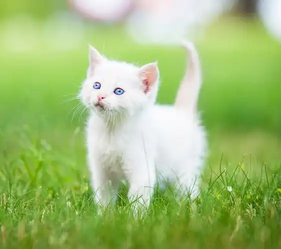 蓝眼白猫壁纸