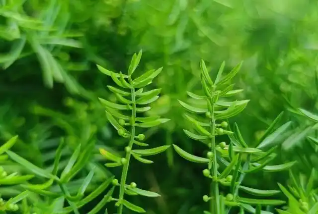 天冬有什么功效