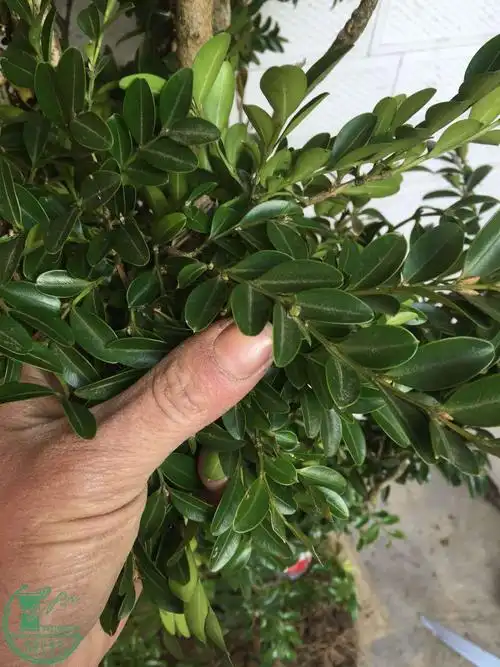 (只有想不到,没有买不到)  品种:湖北熟桩地栽黄杨  规格:瓷砖高10