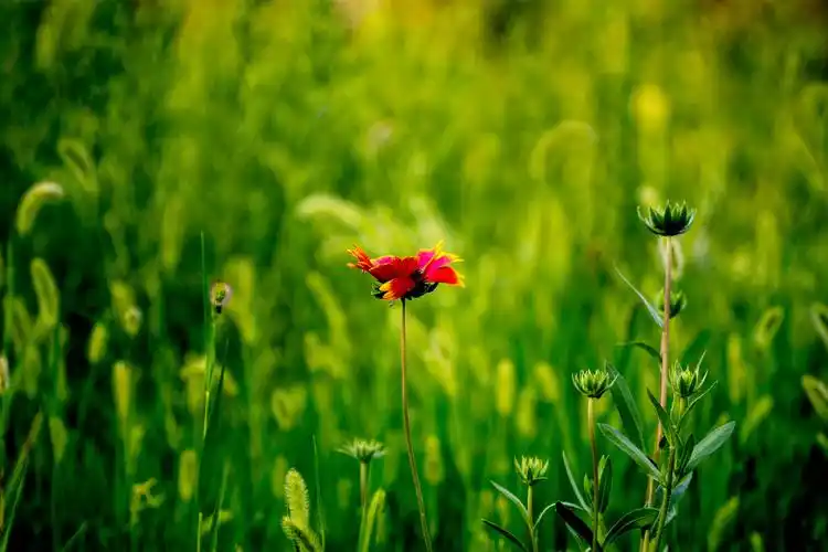 万花丛中一抹红