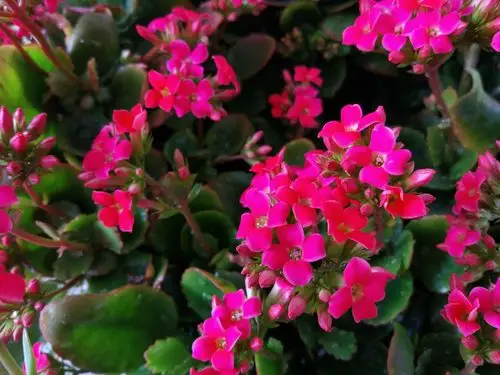 长寿花开,福禄寿到