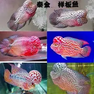 660人付款淘宝泰国罗汉鱼苗泰金红德萨金花火凤凰珍珠