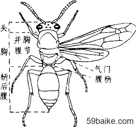 又称黄蜂,马蜂.