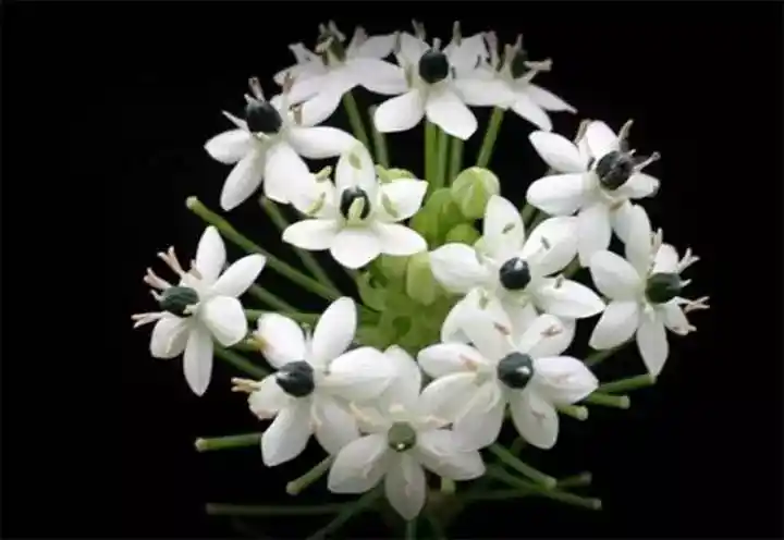 一花一世界天鹅绒