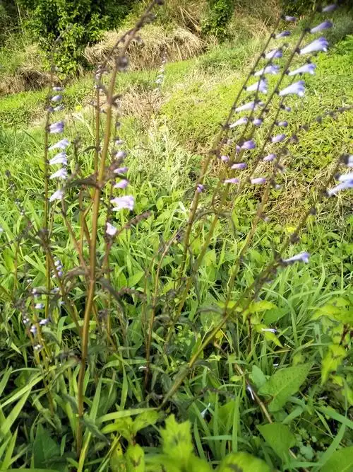 野生半枝莲新鲜现采四条棱500g四方草并头草赶山鞭可配白花蛇舌草