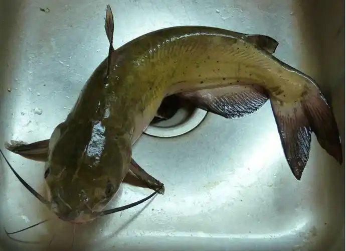 17号台风"鲇鱼"或28日登陆,这条"鱼"向福建奔来,国庆出游怎么办?