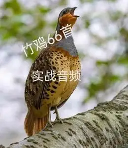 最新版竹鸡声音实发货72首内存卡高清竹鸡公母穗鸡叫声