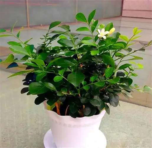 十里香盆栽怎么养(十里香和九里香哪个贵)