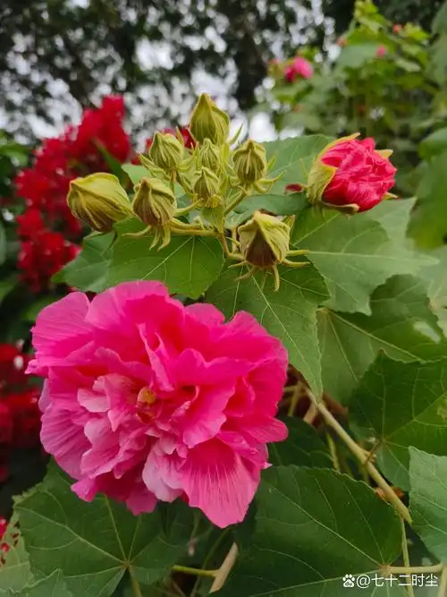 每天认识一种植物025 | 木芙蓉