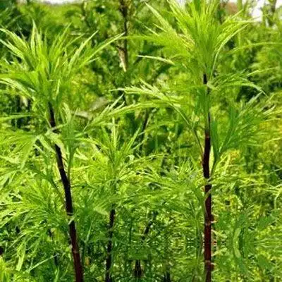 红蒿枝_中药大全