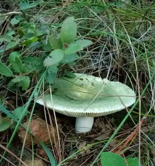 青堂菇米汤菌麻大脚鸡枞花鸡枞物凉藤(黑松露)红见水青下面还有一部分