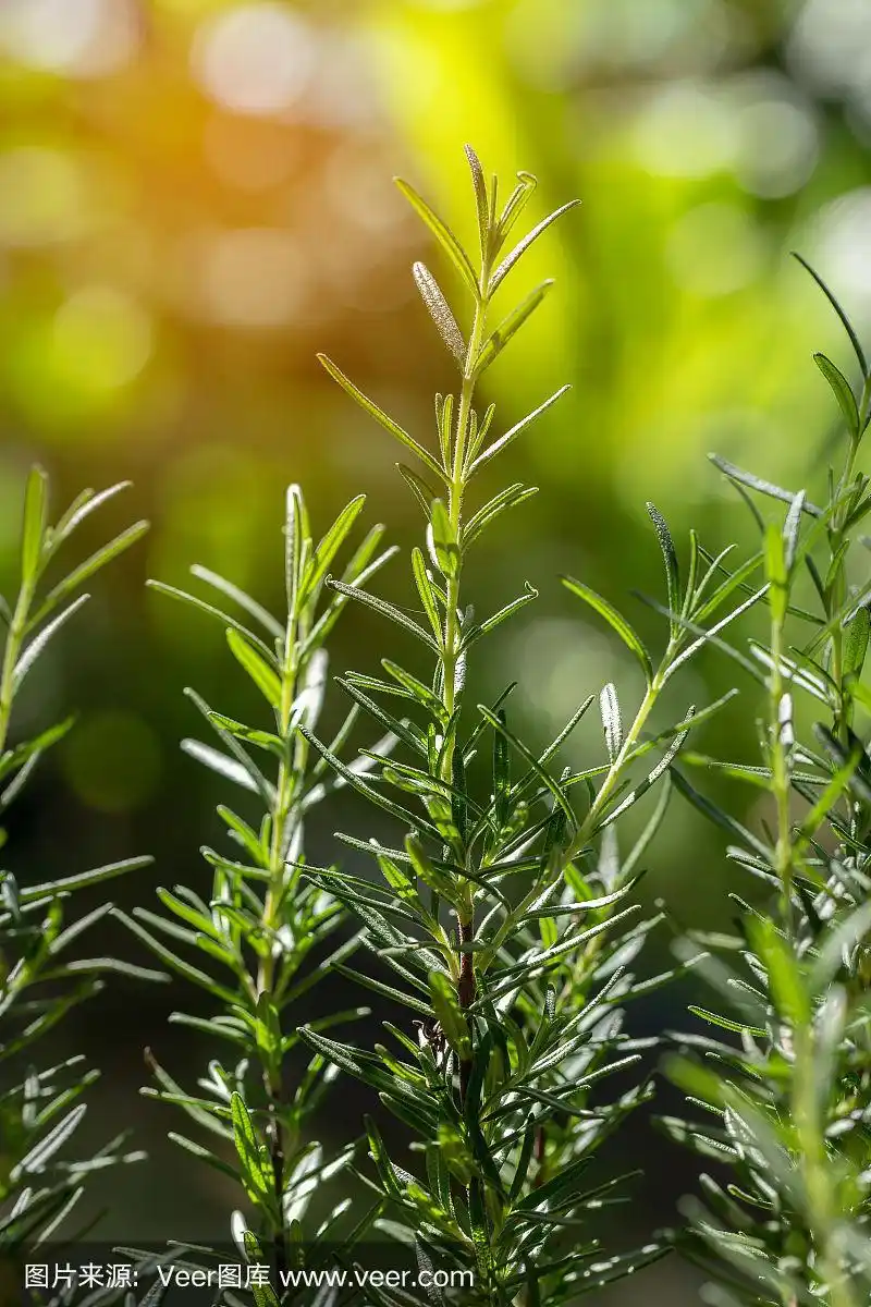 新鲜的迷迭香在户外生长.迷迭香叶子特写.