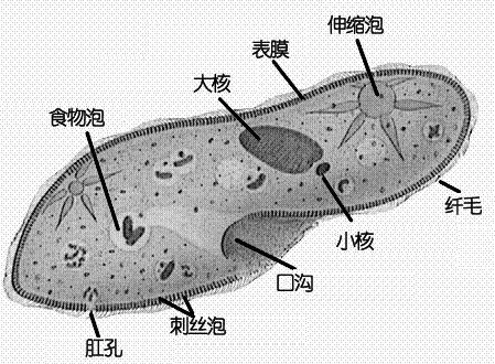 实验5草履虫的形态结构与生命活动_基础生物学实验(安徽大学研究生