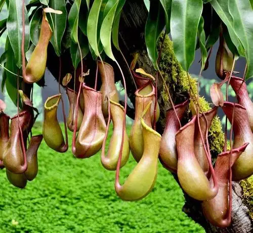 猪笼草(图据普洱文旅资讯公众号)