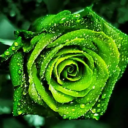 绿色玫瑰花头像