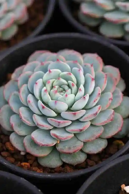 蓝姬莲是一种很美丽的多肉植物就像萌宠一样