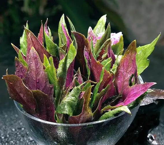 四川人爱吃的"血皮菜"是怎样一种蔬菜?血皮菜到底有没有毒?