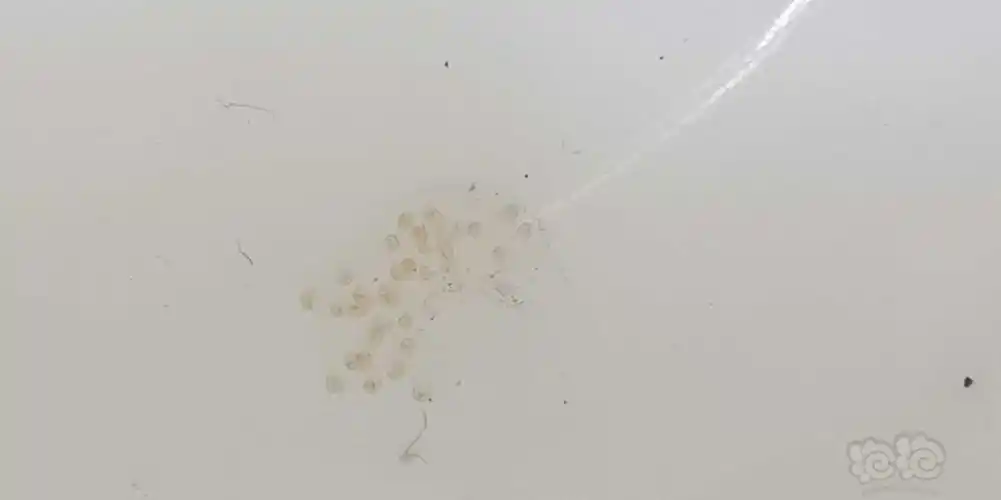 其它请问这是什么卵斑马鱼卵吗