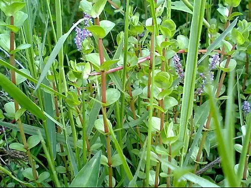 千屈菜科-水生植物～圆叶节节菜(水猪母乳)